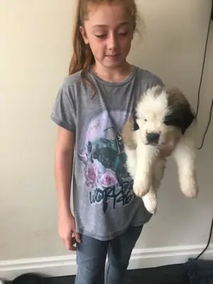 St Bernard puppies