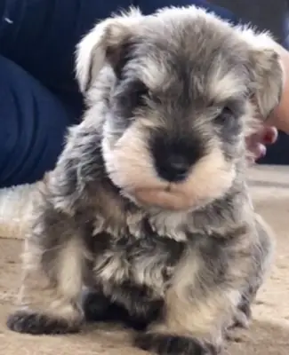 miniature Schnauzer puppies