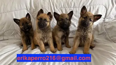Hediye edilecek Alman Çoban Köpeği Yavruları (erkek ve dişi)