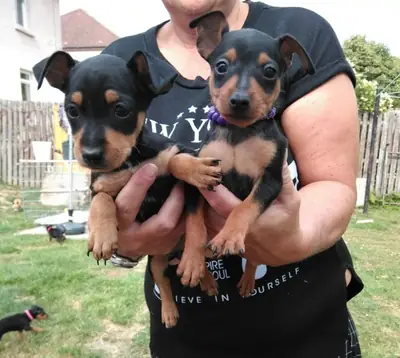 Miniature Pinscher puppies