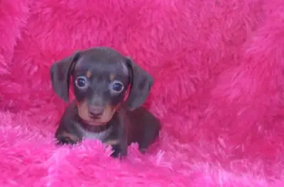 akc Reg Miniature smooth Dachshund puppies