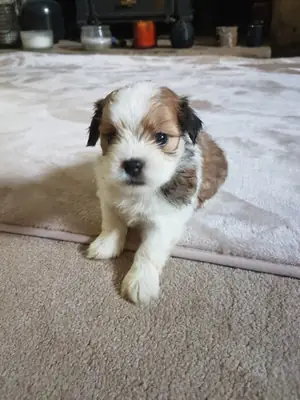 Cachorros Lhasa Apso