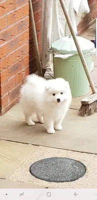 akc Reg Japanese spitz puppies