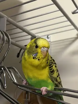 periquito doméstico acostumbrado a la presencia humana