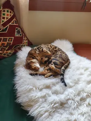 Chat bengal curieux élevé en appartement