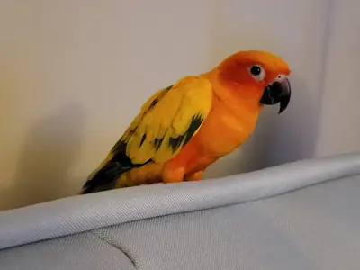 Petit perroquet conure sociable habitué à la maison