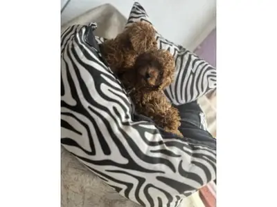 Caniche toy marron élevé dans un environnement familial