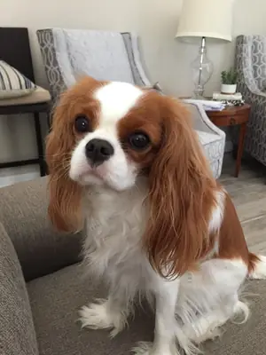 Chien cavalier king charles très doux avec les humains