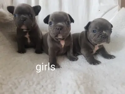 top quality akc Registered French Bulldog puppies