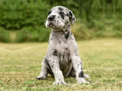 akc blue Great Dane puppies. ready to leave