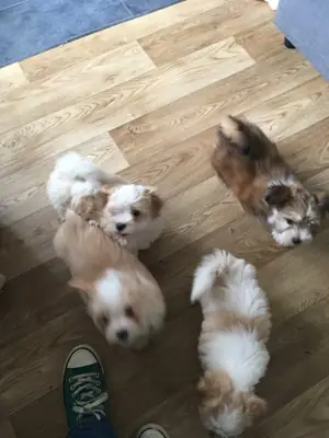 出售美丽的哈瓦那犬幼犬。