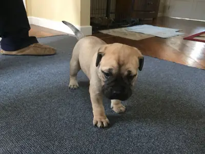 Chiots Bullmastiff de qualité enregistrés AKC