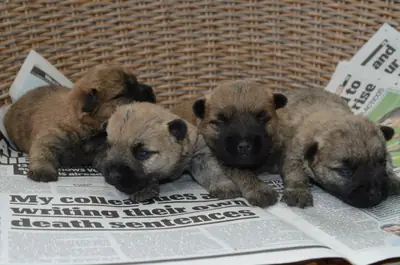 凯恩犬幼犬