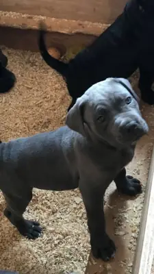 Chiots Cane Corso avec un pedigree de haut niveau