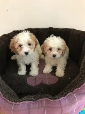 beautiful Cavachon puppies