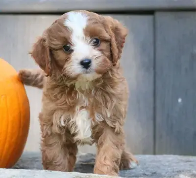 Cavapoo puppies
