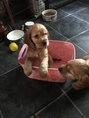 beautiful working cocker spaniel puppies akc Reg