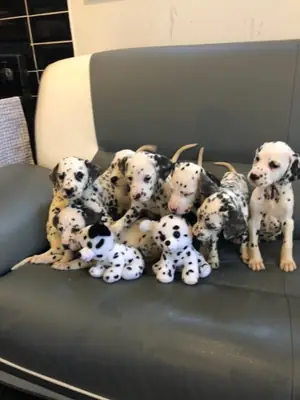 beautiful Dalmatian Puppies