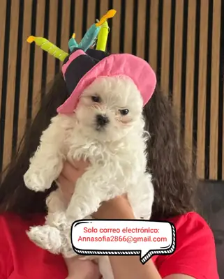 Hermoso cachorro maltés para adopción