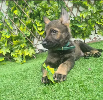 Cachorro de pastor alemán para adopción