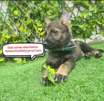 Cachorro de pastor alemán para adopción