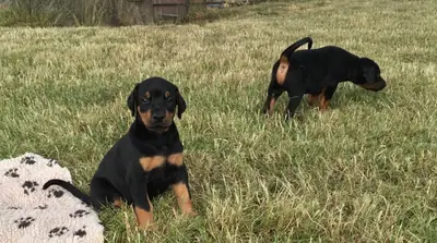 Beautiful akc reg Doberman puppies