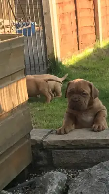 Beautiful akc registered Dogue De Bordeaux puppies