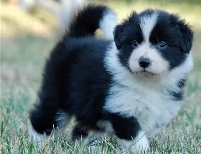 superbes chiots Border Collie