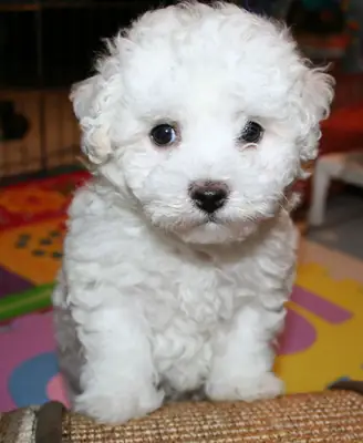chiots Bichon Frise de race prêts maintenant