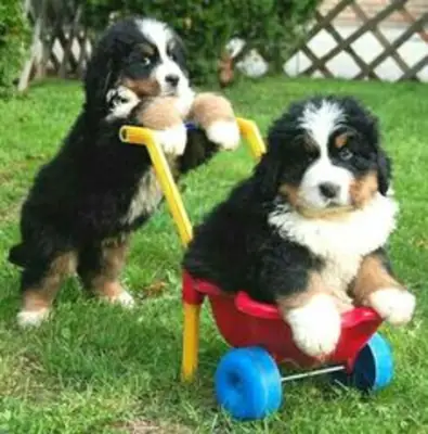 伯尔尼山犬幼犬