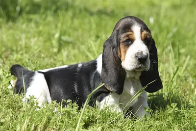 Beautiful Basset hound puppies