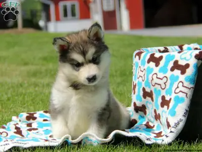 stunning Alaskan Malamute puppies