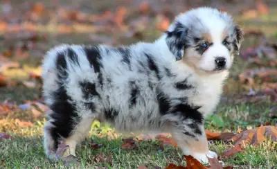 Cachorros de Australian Shepherd