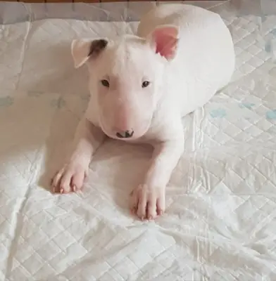 斗牛犬小狗