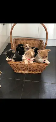 Welsh Pembroke Corgi puppies