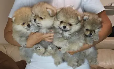 Cachorros de Pomerania en adopción