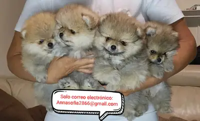Cachorros de Pomerania en adopción