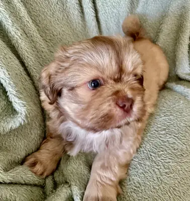 Cachorros Imperial Shih Tzu