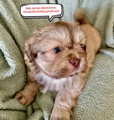 Cachorros Imperial Shih Tzu