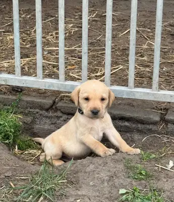Excelente Labrador Retriever de línea criada en casa, registrado en el Kennel Club y con control de 