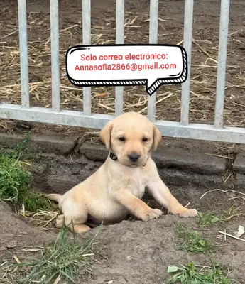 Excelente Labrador Retriever de línea criada en casa, registrado en el Kennel Club y con control de 