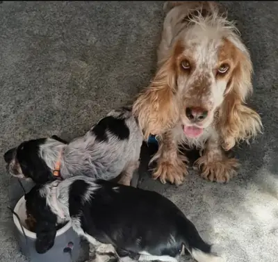 Cachorros de cocker spaniel únicos para adopción