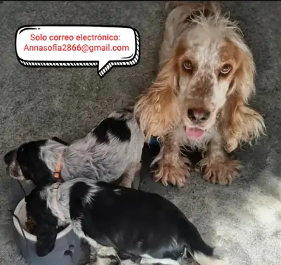 Cachorros de cocker spaniel únicos para adopción