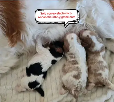 Cachorros de caballero para adopción