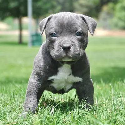 Pit bull Terrier puppies