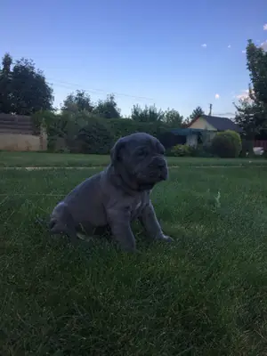 Neopolitan Mastiff pups for sale