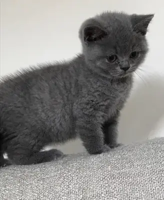 Gccf注册的英国短毛猫小猫