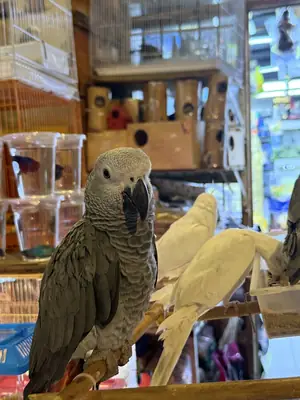 Bebés adorables