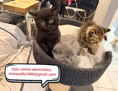 英国短毛猫待领养