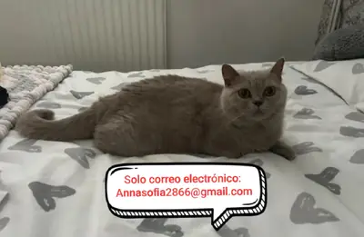 Beaux roux britanniques à adopter
